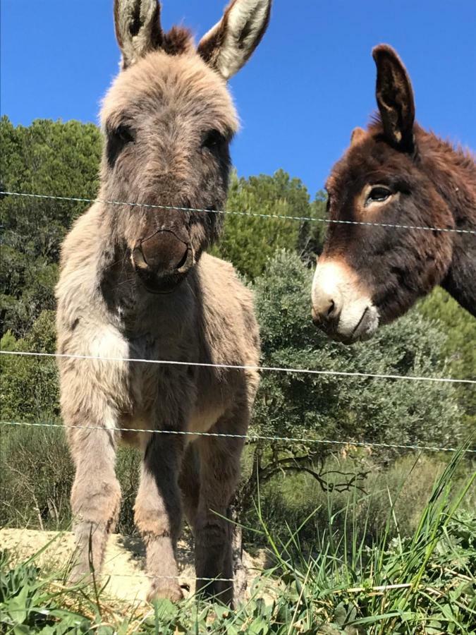 Bastide Bellugue Maison D'Hotes Reseau Bienvenue A La Ferme A 3 Minutes De Lourmarin Cadenet Exterior foto